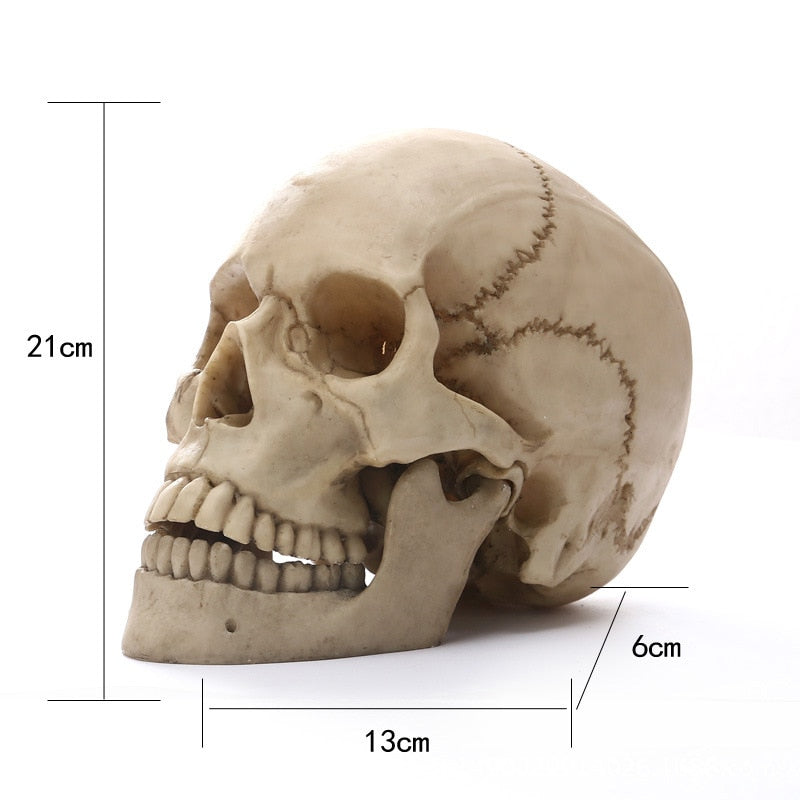 1:1 Menselijk Hoofd Schedel Standbeeld voor Huisdecoratie Hars Figuren Halloween Decoratie Sculptuur Medische Onderwijs Schetsmodel Ambacht