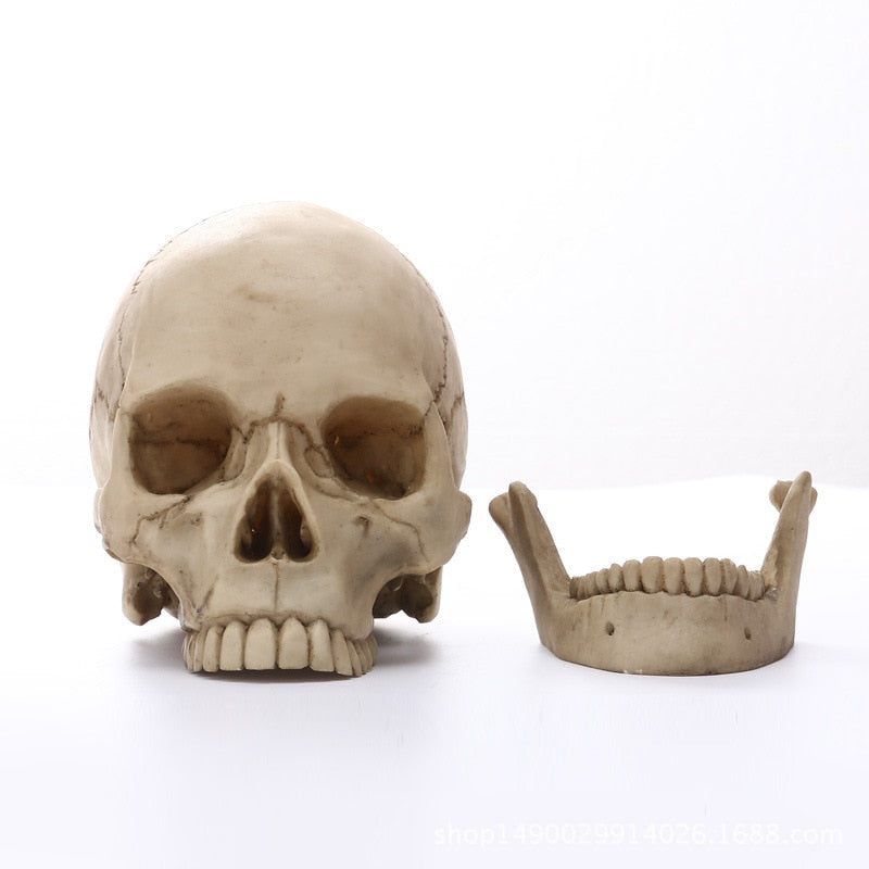 1:1 Menselijk Hoofdschedel standbeeld voor Thuisdecoratie Hars Figuren Halloween Decoratie Sculptuur Medische Onderwijs Schets Model Craft
