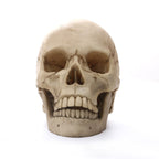 1:1 Menselijk Hoofdschedel standbeeld voor Thuisdecoratie Hars Figuren Halloween Decoratie Sculptuur Medische Onderwijs Schets Model Craft