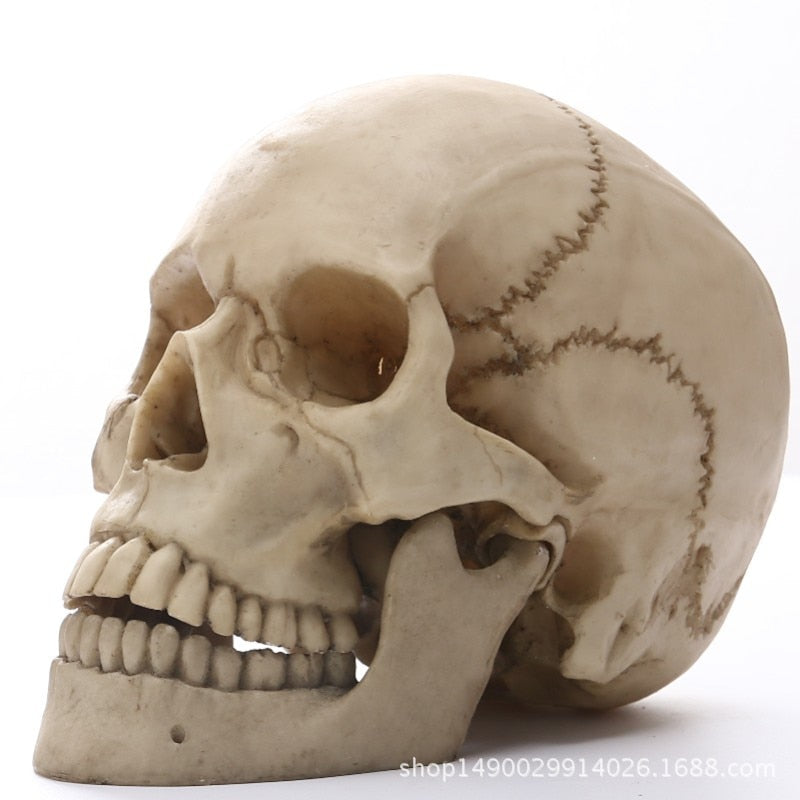 1:1 Menselijk Hoofd Schedel Standbeeld voor Huisdecoratie Hars Figuren Halloween Decoratie Sculptuur Medische Onderwijs Schetsmodel Ambacht